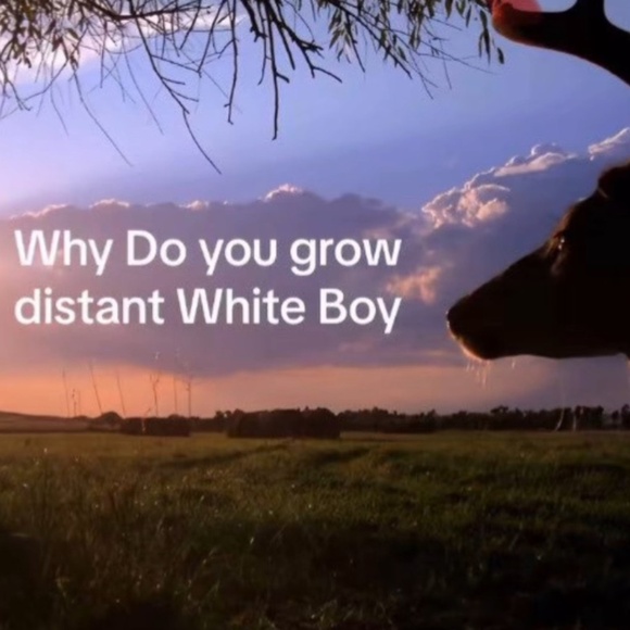 jasmine - Picture 1 of 1